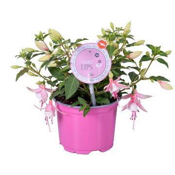 Fuchsia BELLA FUCHSIA SOPHIA