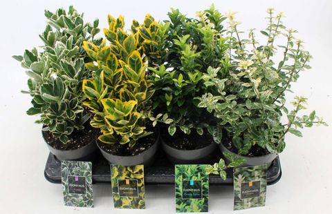 Euonymus japonicus MIX