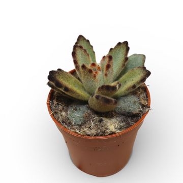 Kalanchoe tomentosa 'Coffee Bean'