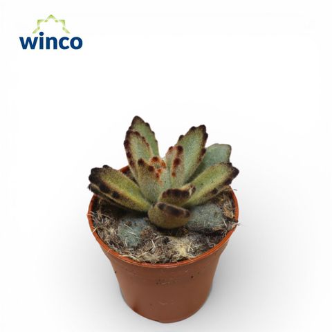 Kalanchoe tomentosa 'Coffee Bean'