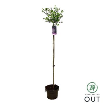 Syringa meyeri 'Palibin'