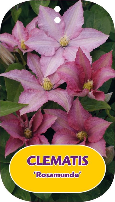 Clematis 'Rosamunde' (LL)