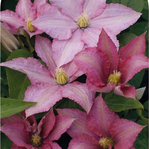 Clematis 'Rosamunde' (LL)