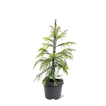 Cryptomeria japonica 'Sekkan'