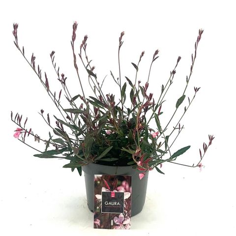 Gaura lindheimeri 'Siskiyou Pink'