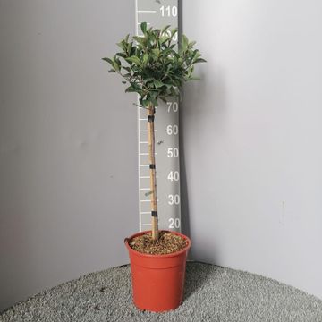 Photinia x fraseri 'Red Robin'