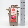 Rosa ACAPELLA