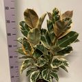 Ficus elastica 'Tineke'