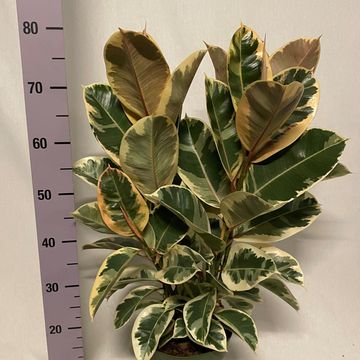 Ficus elastica 'Tineke'