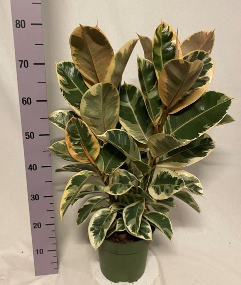 Ficus elastica 'Tineke'