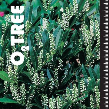 Prunus laurocerasus 'Otto Luyken'