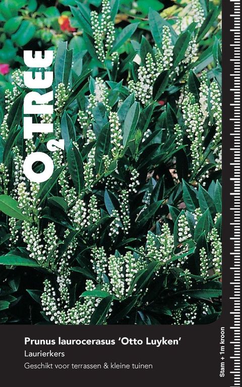 Prunus laurocerasus 'Отто Луикен'