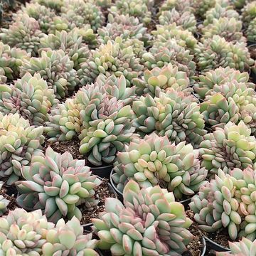 Echeveria 'Mystery Cristata'