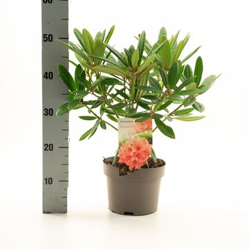 Rhododendron 'Tortoiseshell Orange'