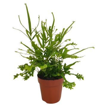 Pteris cretica 'Roeweri'