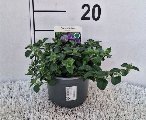 Convolvulus sabatius