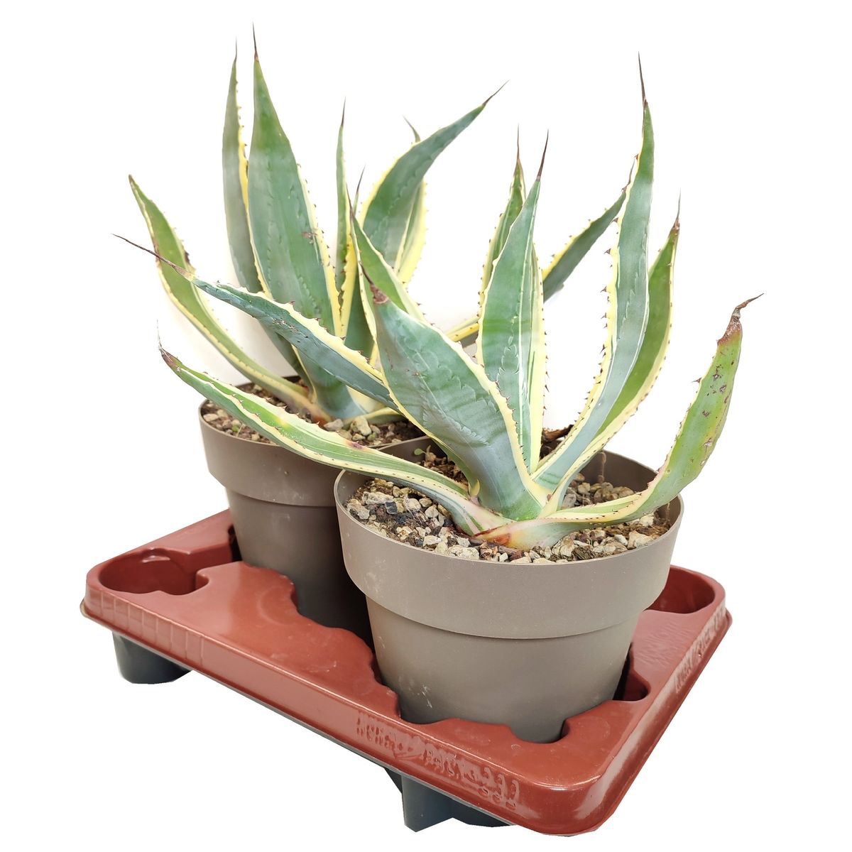 Agave americana 'Variegata' — Plant Wholesale FlorAccess
