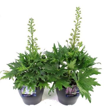 Delphinium MIX