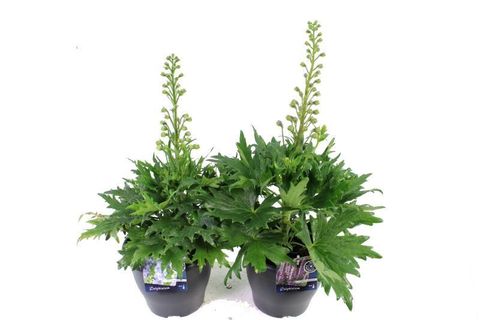 Delphinium MIX