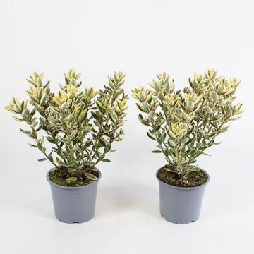 Hebe 'Andersonii Variegata'