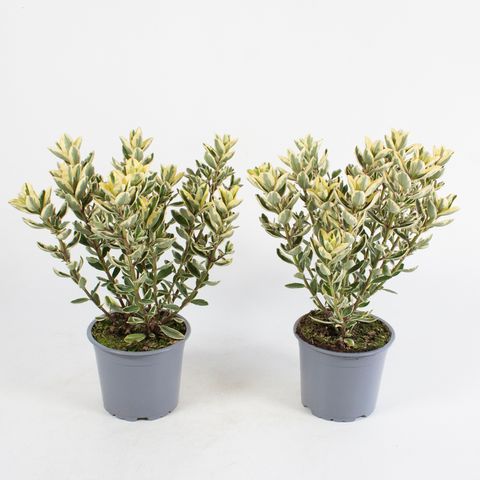 Hebe 'Andersonii Variegata'