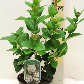 Viburnum tinus 'Macrophyllum'