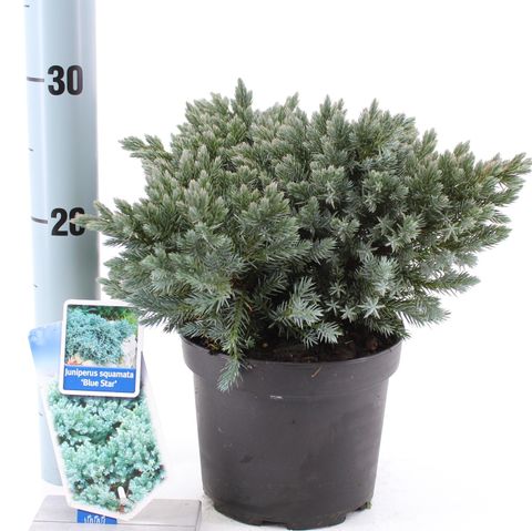 Juniperus squamata 'Blue Star'