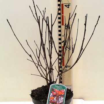 Physocarpus opulifolius LADY IN RED