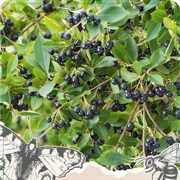 Aronia melanocarpa 'Hugin'