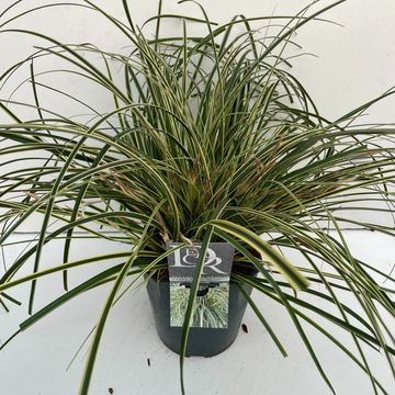 Carex oshimensis EVERCOLOR EVERCREAM