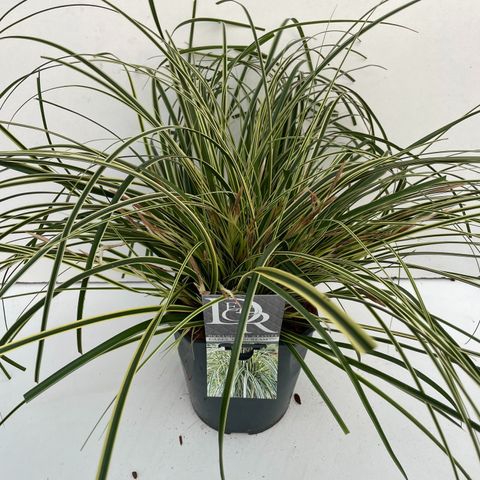 Carex oshimensis EVERCOLOR EVERCREAM