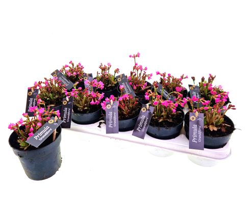 Primula rosea 'Grandiflora'