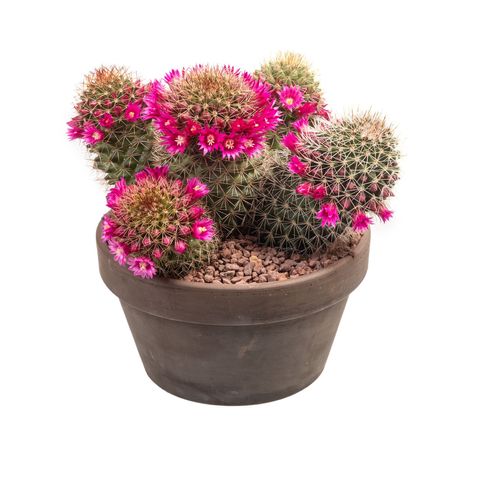 Mammillaria ernestii