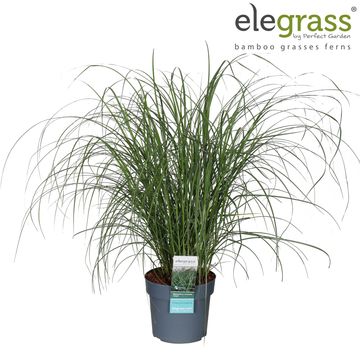 Miscanthus sinensis 'Adagio'