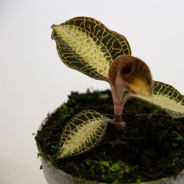 Anoectochilus roxburghii