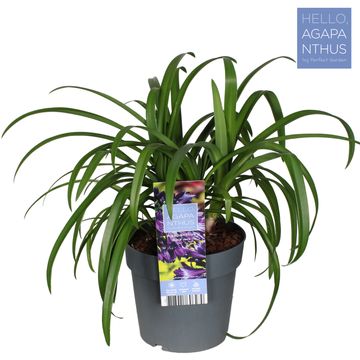 Agapanthus BLACK JACK