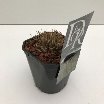 Molinia caerulea 'Variegata'