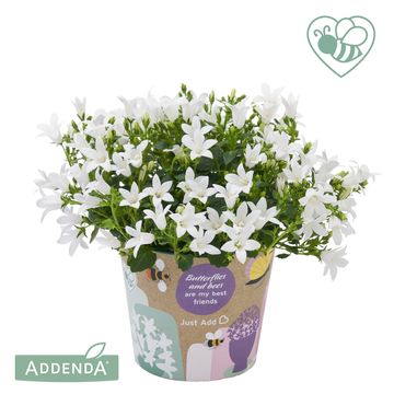 Campanula portenschlagiana AMBELLA MIX