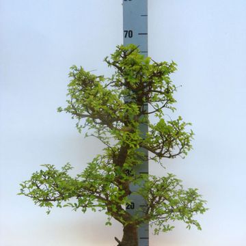 Zelkova serrata