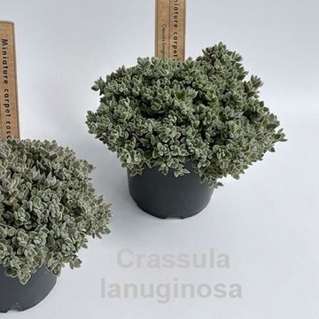 Crassula lanuginosa