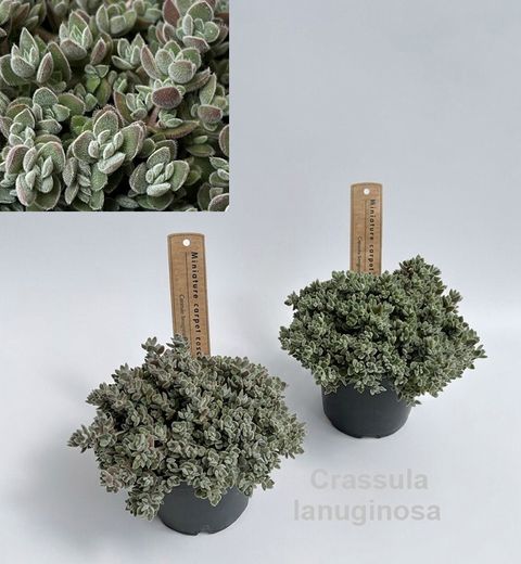 Crassula lanuginosa