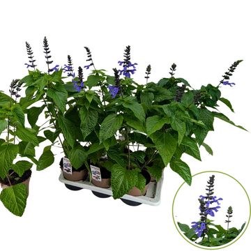 Salvia 'Black & Bloom'