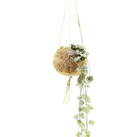 Ceropegia woodii (Kokodama)
