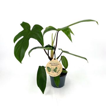 Filodendron FLORIDA GREEN