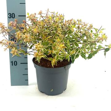 Abelia x grandiflora 'Radiance'