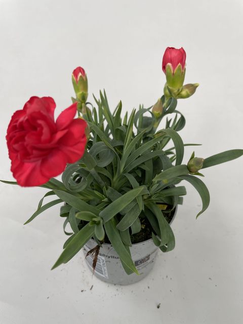 Dianthus SUPER TROUPER ANTONIO