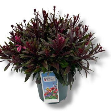 Gaura lindheimeri GAUDI ROSE