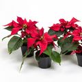 Euphorbia pulcherrima CHRISTMAS FEELINGS RED