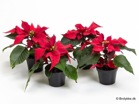 Euphorbia pulcherrima CHRISTMAS FEELINGS RED