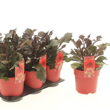 Dahlia LABELLA GRANDE CHOCOLATE RED